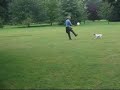 Amazing Sandringham Dog Amazing Sandringham Dog