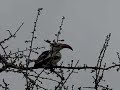 Bird in tree in Mashuru (Kenya)