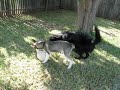 My dogs playing..