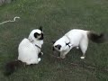 chats