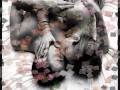 ABIGAIL - Hasta que apagues tu sed