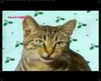 silent night - miau (meow)