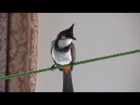bulbul
