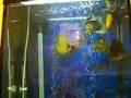 2007-11-22 Beautiful Butterfly Fish