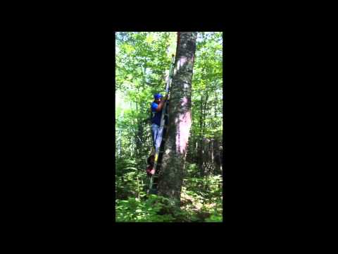 how to harvest birch bark