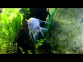 Acuario comunitario de obra por Luis