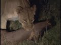 Lioness vs Male Lion