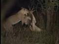 Lioness vs Male Lion