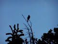 bird whistle bird whistle