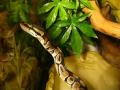 Pyton Królewski - Python Regius - Ball Python - Königspython - Royal python - Královska krajta