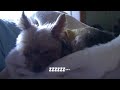 sleeping dog