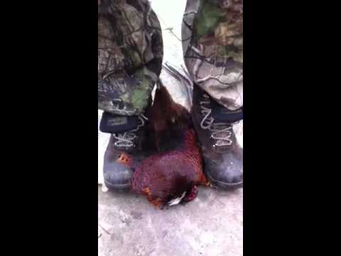how to skin a pheasant quickly