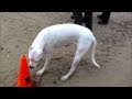 Dogo Argentino eats marijuana brownie and Walks Sideways