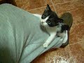 Jack Sparrow climbing up my legs
