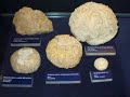 Urwelt-Museum Oberfranken in Bayreuth