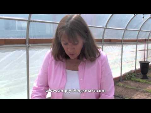 how to fertilize kimberly ferns