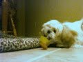 talking-dog-oscar-the-boxer.html