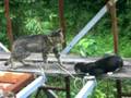 CAT FIGHT!!