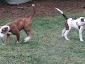 puppy playfight with stick american bulldogs
