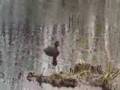 Smådopping (Tacybaptus ruficollis) i Säbysjön