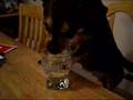 videos de Thirsty Dog