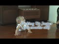 Picking up Jasper (10 months old)