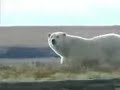 Polar Bear Polar Bear