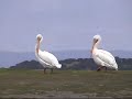 Birds, otters and seals - Pajaros, nutrias y focas Birds, otters and seals - Pajaros, nutrias y focas