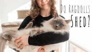 Do Ragdoll cats shed? | Ragdolls Pixie and Bluebell
