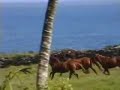scenic island of molokai and its leper colony hawaii
