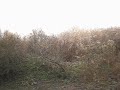 Phesant hunting at Shizuoka2