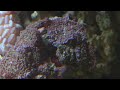 the Tank (White Mouth eel)