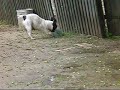 Dirty French Bulldog going crazy after a rainy day