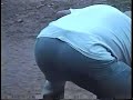 delfino ace ventura