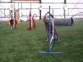 arnold the vallhund