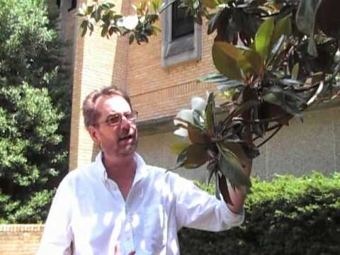 how to transplant southern magnolia tree