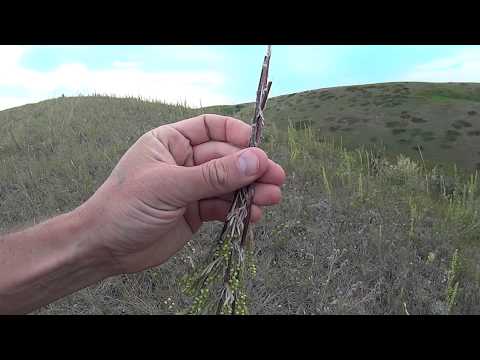 how to harvest tarragon