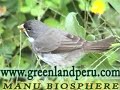 BIRDS OF MANU NATIONAL PARK BIRDS OF MANU NATIONAL PARK
