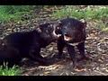 Screaming Tasmanian Devils