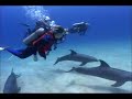 Diving with Dolphins at Anthony's Key Resort