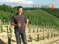 cijeli prilog na www.smarttv.com.hr - Zdenko Å ember predstavlja svoju vinariju i vina te obiteljsko gospodarstvo