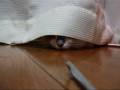カーテンでかくれんぼ～猫　hide-and-seek with a curtain