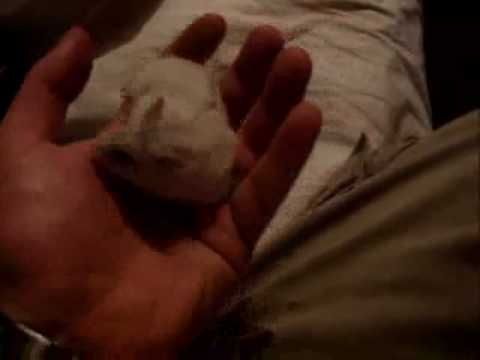gaNGSTER-HAMSTER