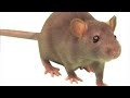 Cancer: Ras Protein.