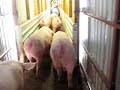riding pigs