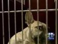 Police Discover Suspected Dog Fighting Ring In Milwaukee