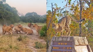 MiraCheetahs vs Lions | Cheetahs vs Lions transmisiГіn en lГ­nea