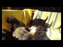 Bouvier des Flandres puppys 3 weeks old Bouvier des Flandres puppys 3 weeks old