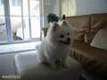 小狗討食不容易!松鼠 Pomeranian