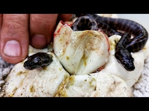 YouTube reptile video